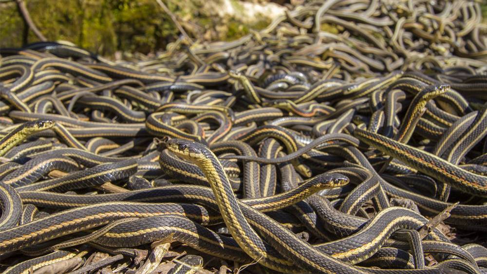 Garter snakes are surprisingly social, forming ‘friendships’ with fellow serpents - sciencemag.org
