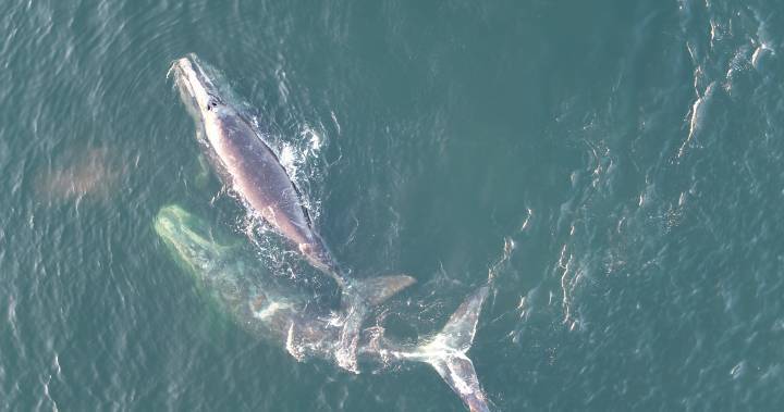 2 North Atlantic right whales spotted in Gulf of St. Lawrence - globalnews.ca - Canada - county Ocean - county St. Lawrence - county Gulf