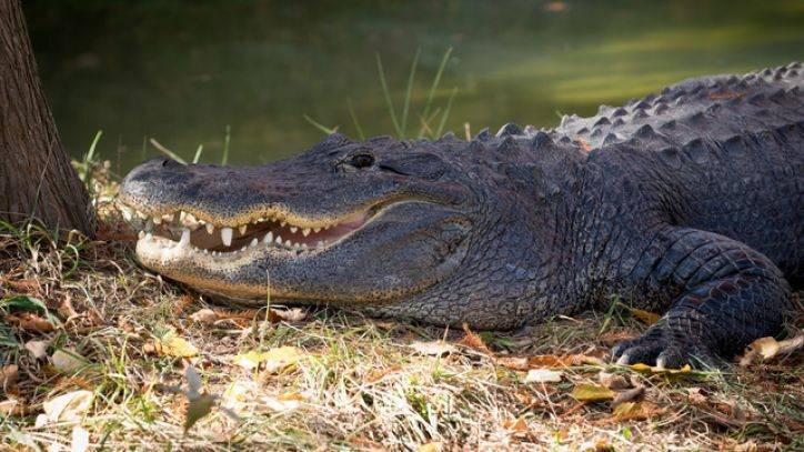 Deputies: Woman killed in alligator attack at South Carolina pond - fox29.com - county Island - state South Carolina - city Charleston - county Charleston