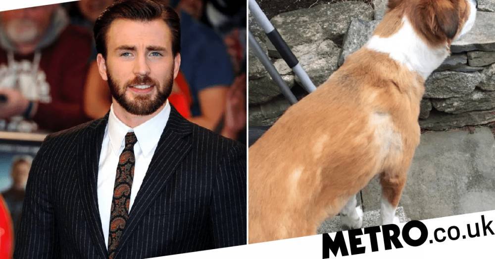 Chris Evans - Avengers’ Chris Evans tried to trim his dog’s fur – it didn’t go to plan - metro.co.uk
