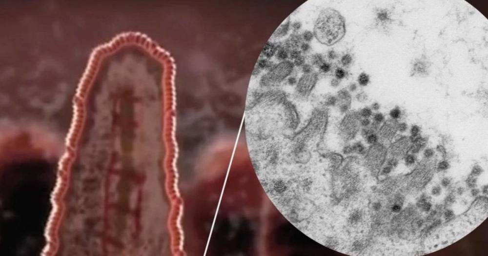 Scientists discover coronavirus mutation emerging that weakened killer SARS disease - dailystar.co.uk - Usa - state Arizona