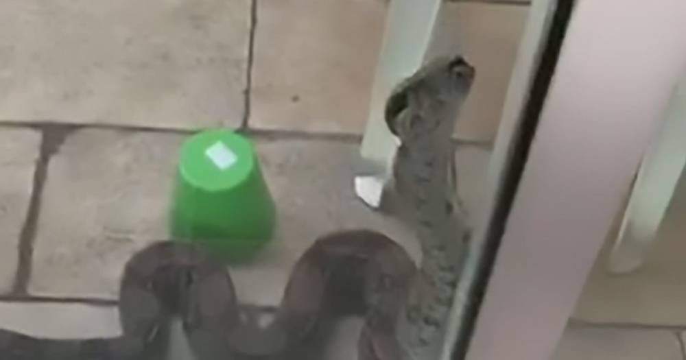 Family's horror as deadly snake tries to enter home while they're trapped inside - dailystar.co.uk - city Rio De Janeiro - Brazil