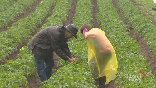 Nova Scotia - Farmers remain wary despite federal funding - globalnews.ca