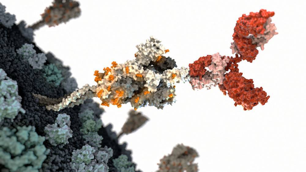 The race is on for antibodies that stop the new coronavirus - sciencemag.org - China - city Wuhan, China - city Beijing - Usa