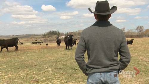Alberta ranchers say new pandemic aid from Ottawa is ‘like taking a bucket to a forest fire’ - globalnews.ca - city Ottawa