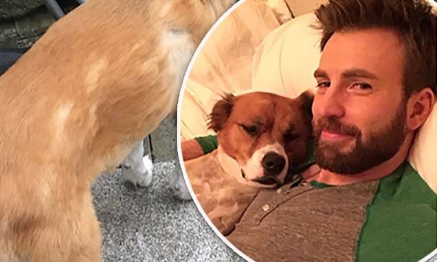 Chris Evans - Chris Evans shares a snap of his dog after a grooming mishap in his second-ever Instagram post - dailymail.co.uk