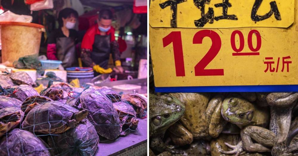 China wet market selling live frogs and turtles laid bare despite coronavirus fears - dailystar.co.uk - China - city Wuhan