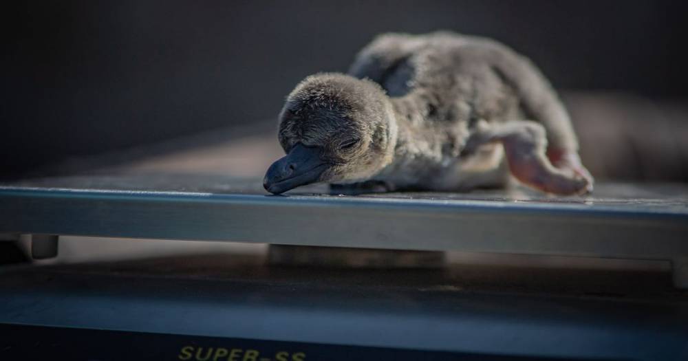 Penguin chicks hatch at Chester Zoo - and keepers name them after NHS heroes - manchestereveningnews.co.uk - Britain