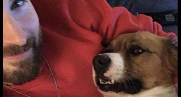Chris Evans - Chris Evans faces a goofy accident while grooming his pet dog Dodger - pinkvilla.com