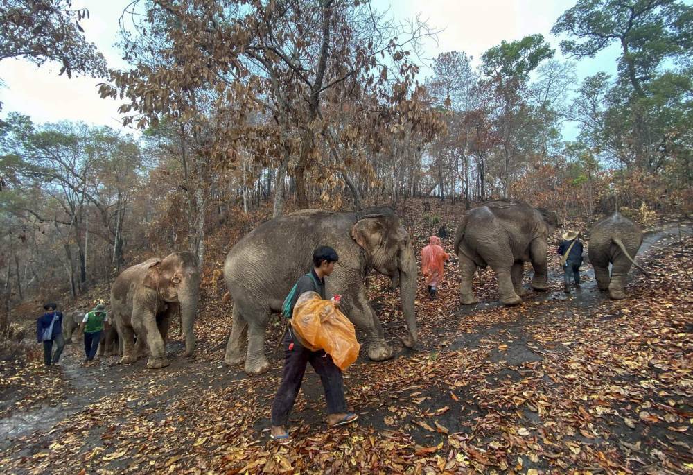 Thai elephants, out of work due to coronavirus, trudge home - clickorlando.com - Thailand - city Bangkok