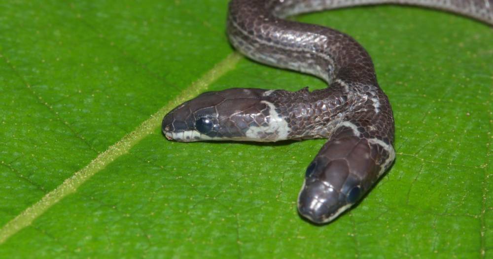 Extremely rare two-headed snake baffles wildlife experts as its heads fight over food - dailystar.co.uk - India