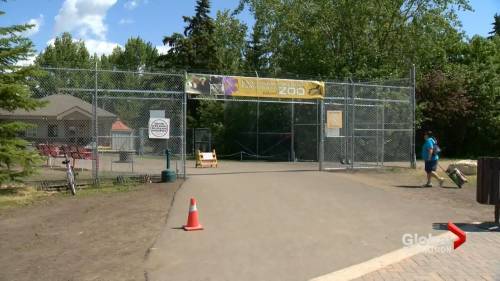 Coronavirus: Saskatoon zoo staff remain busy during closure - globalnews.ca