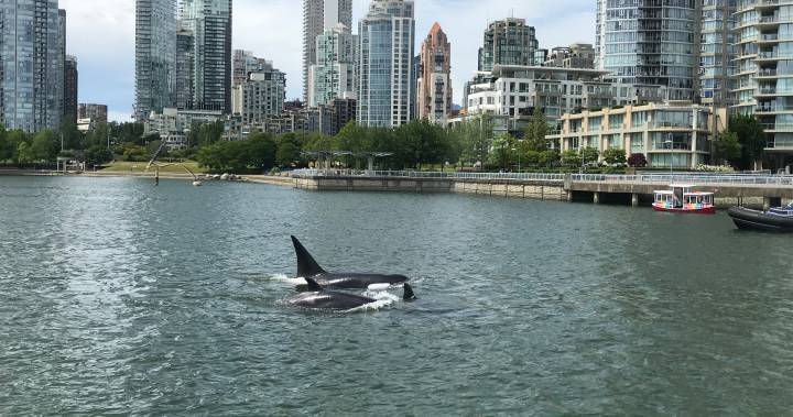 ‘Quieter ocean’ from COVID-19 could be a boon to endangered orcas, say researchers - globalnews.ca - Canada - city Victoria
