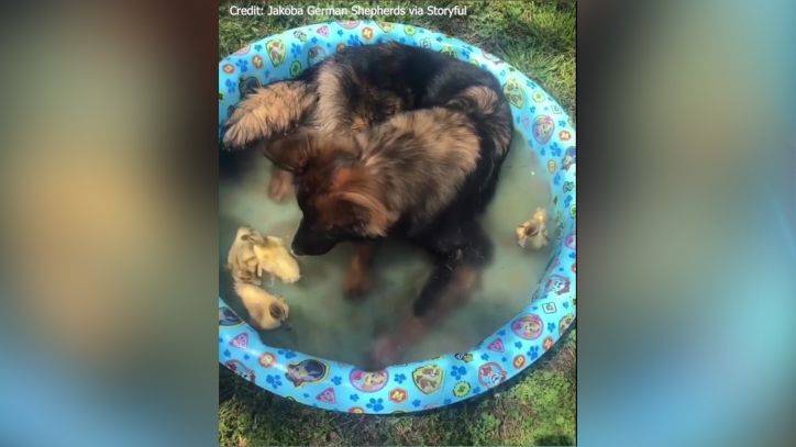 Ducklings and German Shepherd make for unlikely 'pool party' pals - fox29.com - Germany - state Oklahoma - county Tulsa