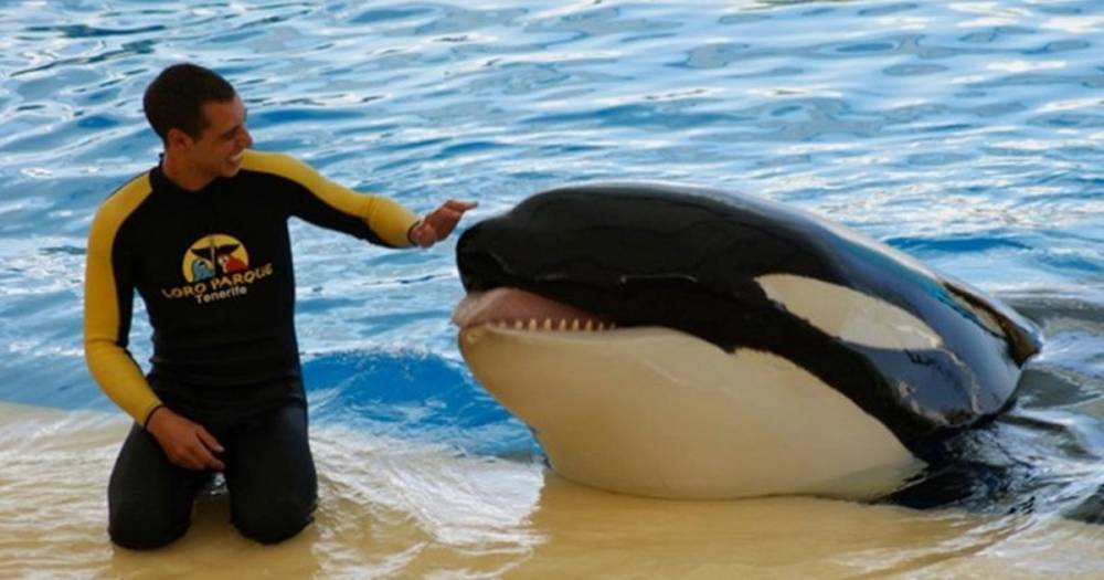 Trainer's horrific death as SeaWorld killer whale 'tore his organs and bit his body' - mirror.co.uk - Spain - county Island - state Ohio - state Texas - county San Diego