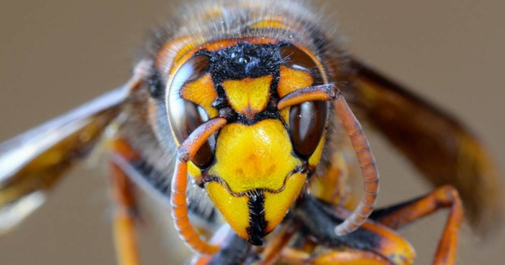 Are there ‘murder hornets’ in the UK? What makes them deadly? - dailystar.co.uk - Usa - Britain - state Washington