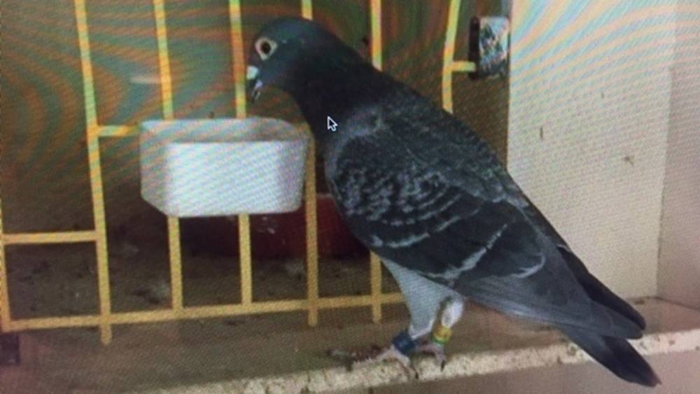 John Thompson - Fears birds will go to seed as wings of pigeon racing clipped - rte.ie - city Dublin