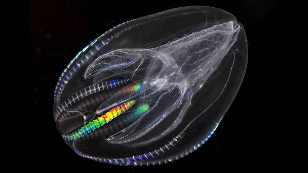 Some comb jellies survive the winter by eating their young - sciencemag.org