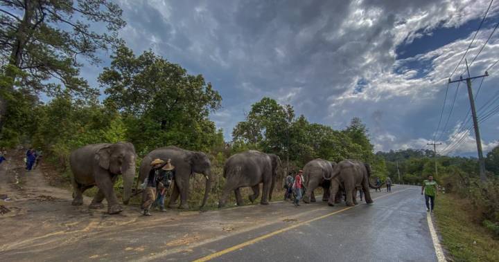 Thai elephants, out of work due to coronavirus, return home to natural environment - globalnews.ca - Thailand - city Bangkok