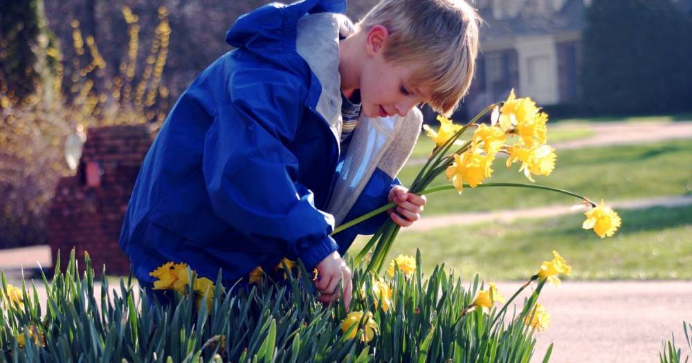 You could be fined up to £5K for picking flowers - here's what you need to know - mirror.co.uk