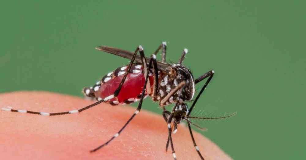 Blood-thirsty tiger mosquitoes invading holiday hot spots just as Brits set to return - dailystar.co.uk - Spain