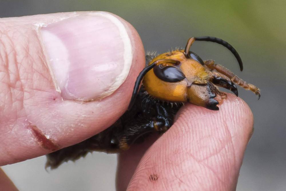 Bug experts dismiss worry about US 'murder hornets' as hype - clickorlando.com - Usa - state Washington - state Texas