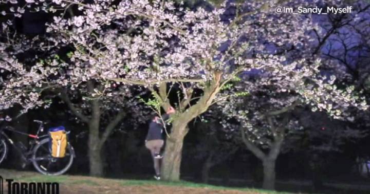 Man who allegedly trespassed, caught on video at Toronto’s High Park cherry blossoms fined $1,150 - globalnews.ca