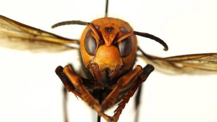 Bug experts dismiss worry about US 'murder hornets' as hype - fox29.com - Japan - Usa - state Washington