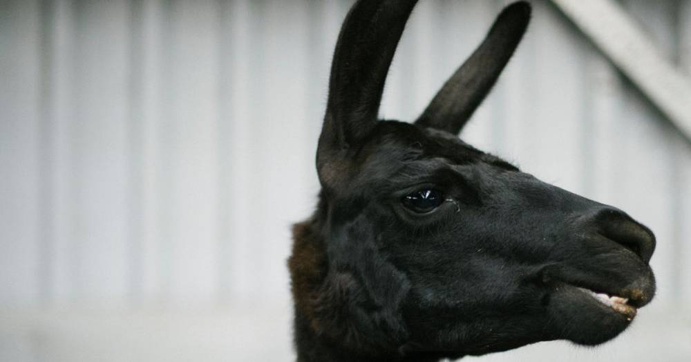 Llama blood 'could hold the key to curing Covid-19' in major breakthrough - mirror.co.uk - Usa - state Texas - Belgium - Austin, state Texas