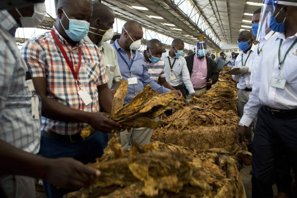 Troubled Zimbabwe hopes for some relief in tobacco sales - clickorlando.com - Zimbabwe - city Harare