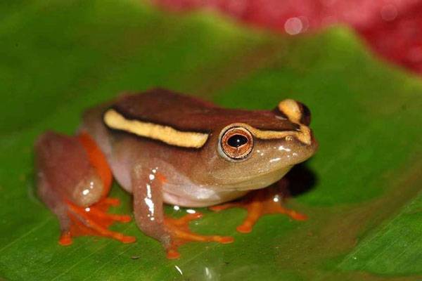 EWT Series: Frogs: The Threatened Amphibian Programme - peoplemagazine.co.za - region African