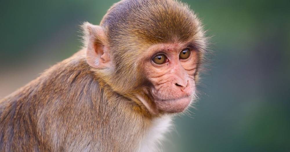 Coronavirus vaccine 'successfully tested on monkeys', scientists claim in China - dailystar.co.uk - China - city Beijing
