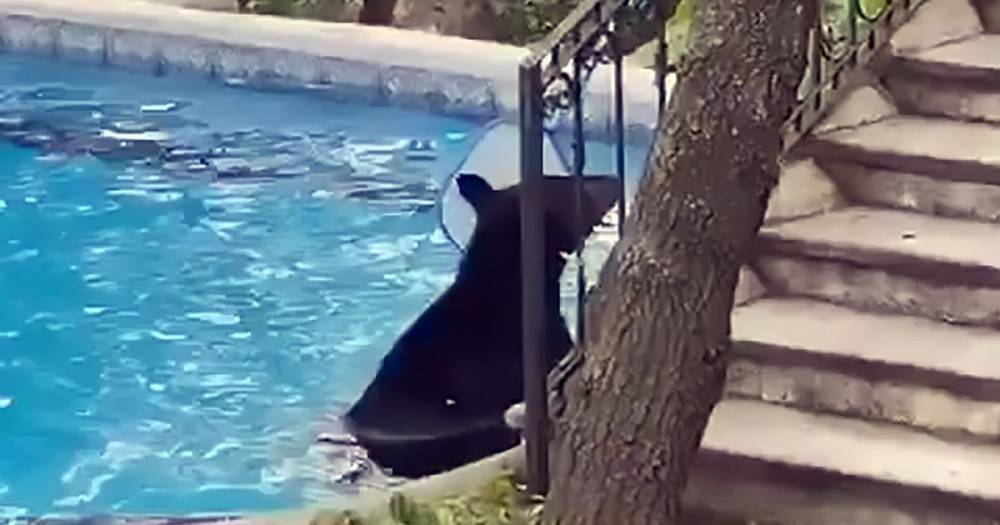 Man finds black bear in swimming pool and tries to remove it with fishing net - dailystar.co.uk - Mexico - city San Pedro