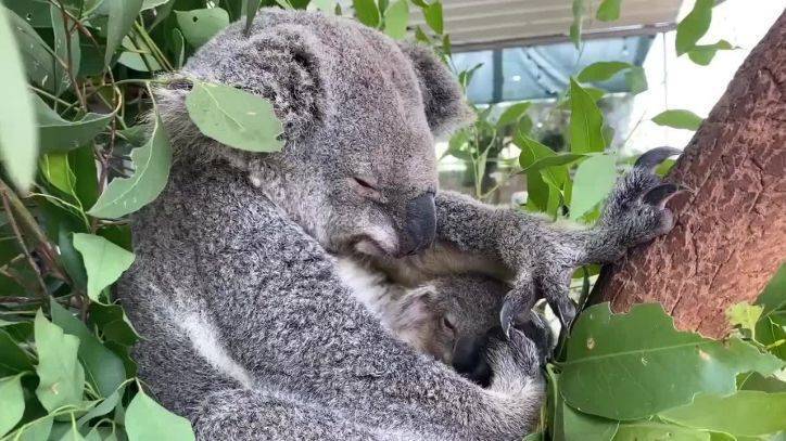 Baby koala at Sydney zoo emerges from mom’s pouch just ahead of Mother’s Day - fox29.com - Australia