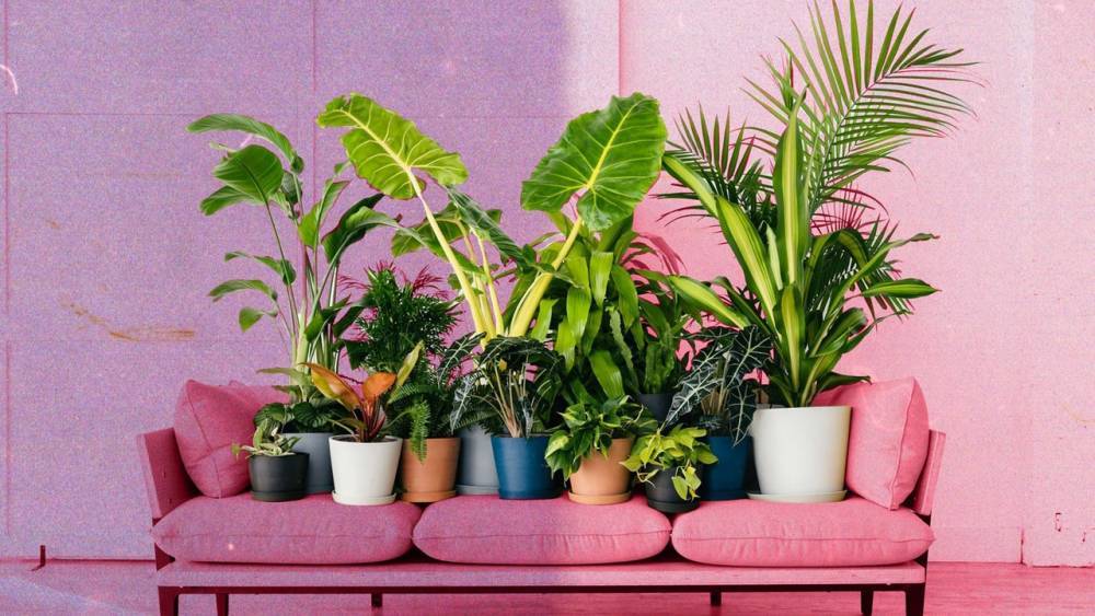 8 Plant Tips to for First-Time Plant Owners - glamour.com