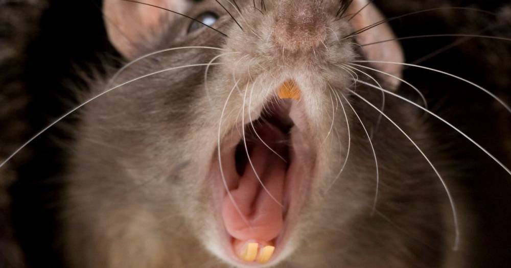 Rats are infecting humans with new strain of hepatitis - and scientists are 'baffled' - mirror.co.uk - Hong Kong - city Hong Kong
