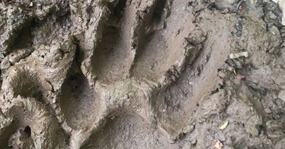 Beast of Dartmoor fears after dog walker finds huge clawed paw prints in mud - mirror.co.uk - county Newton - county Wood