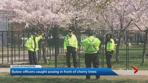 Toronto bylaw officers caught posing for photos with fenced-off cherry trees - globalnews.ca