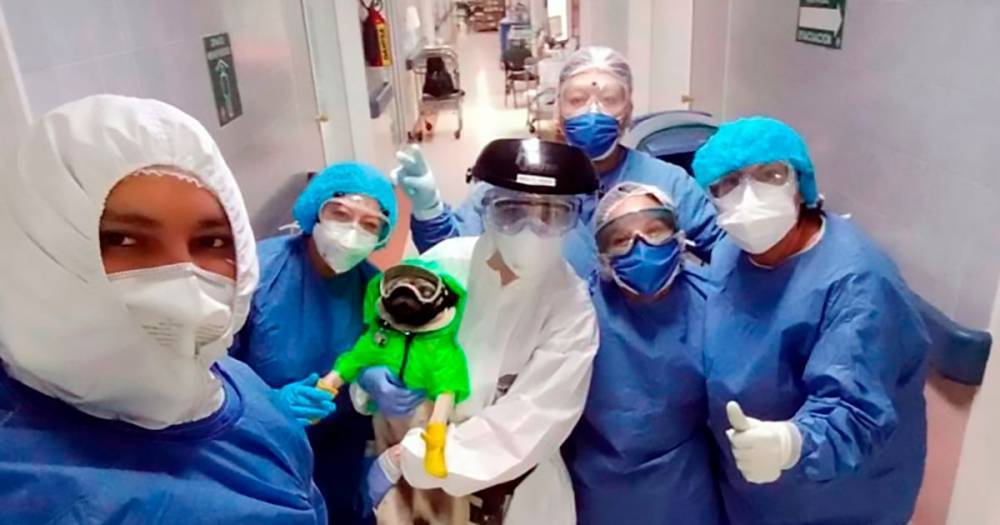Medical Centre - One-eyed therapy dog comforts frontline health workers battling coronavirus - dailystar.co.uk - county Centre - Mexico