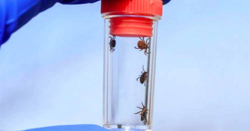 Apocalyptic swarm of deadly mutant ticks invade Russia with 2,125 children attacked - dailystar.co.uk - Russia - city Krasnoyarsk