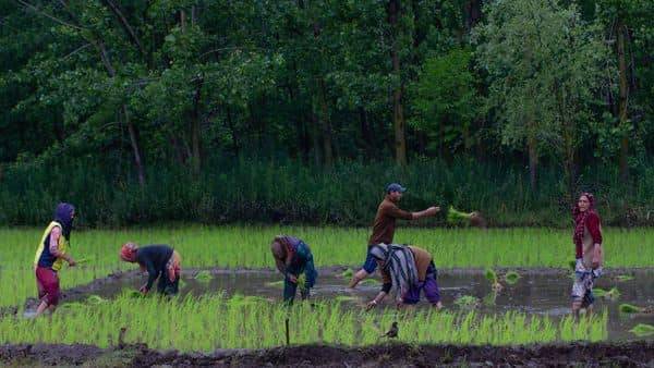 Centre hikes support prices of kharif crops - livemint.com - city New Delhi - India