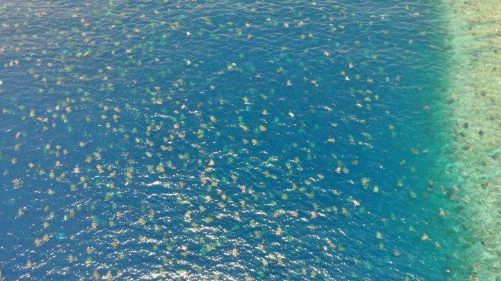 Drone footage shows 64,000 endangered sea turtles nesting near Australia's Great Barrier Reef - fox29.com - Australia - county Island