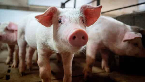 Shipping pigs to China in planes is a booming airline business - livemint.com - China