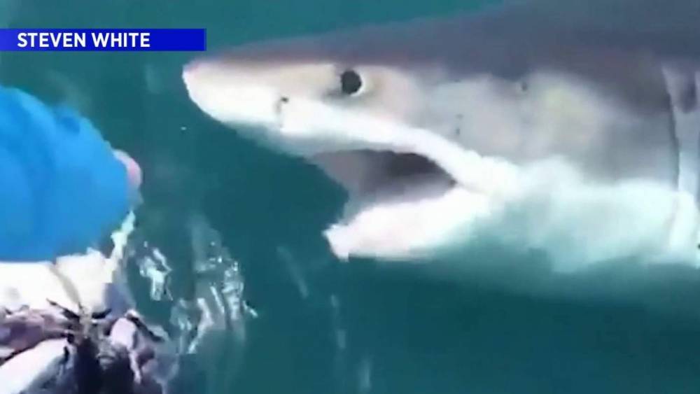 Fishermen capture video of ‘massive’ great white shark - clickorlando.com