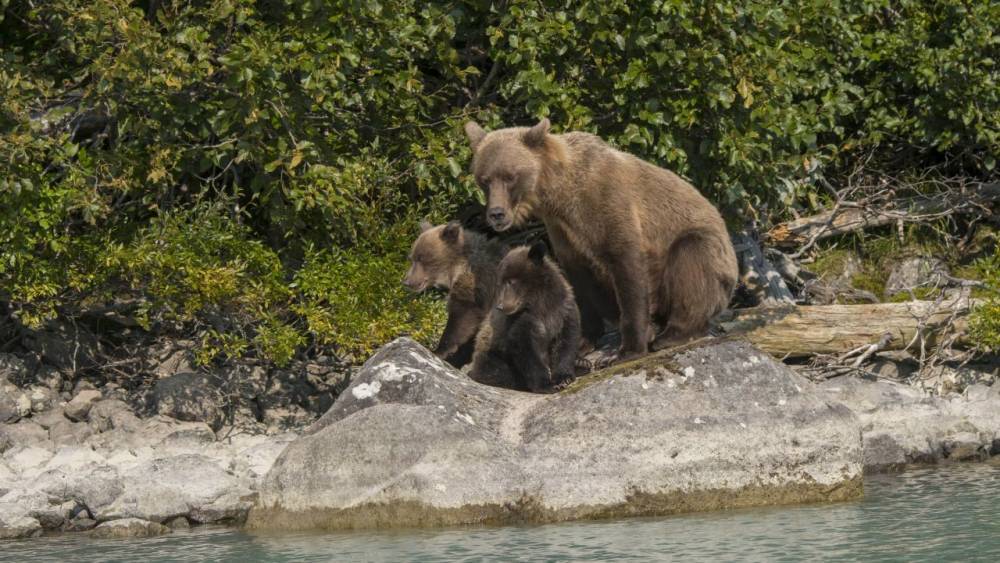 Trump administration to reportedly lift ban on baiting and killing hibernating bears and wolves in Alaska - fox29.com - Washington - city Washington - state Alaska