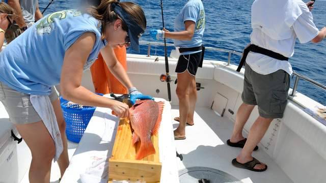 Florida’s Gulf red snapper fishing season starts this week - clickorlando.com - state Florida