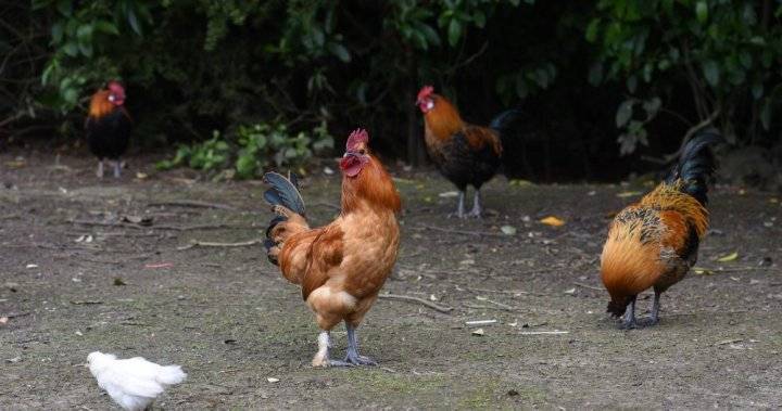Feral chickens invaded a town during COVID-19. New Zealanders want it back - globalnews.ca - New Zealand