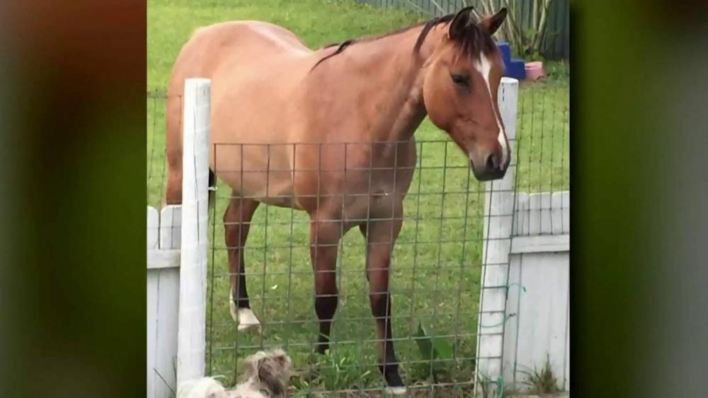 Another horse found butchered, dismembered in Florida, deputies say - clickorlando.com - state Florida - county Marion