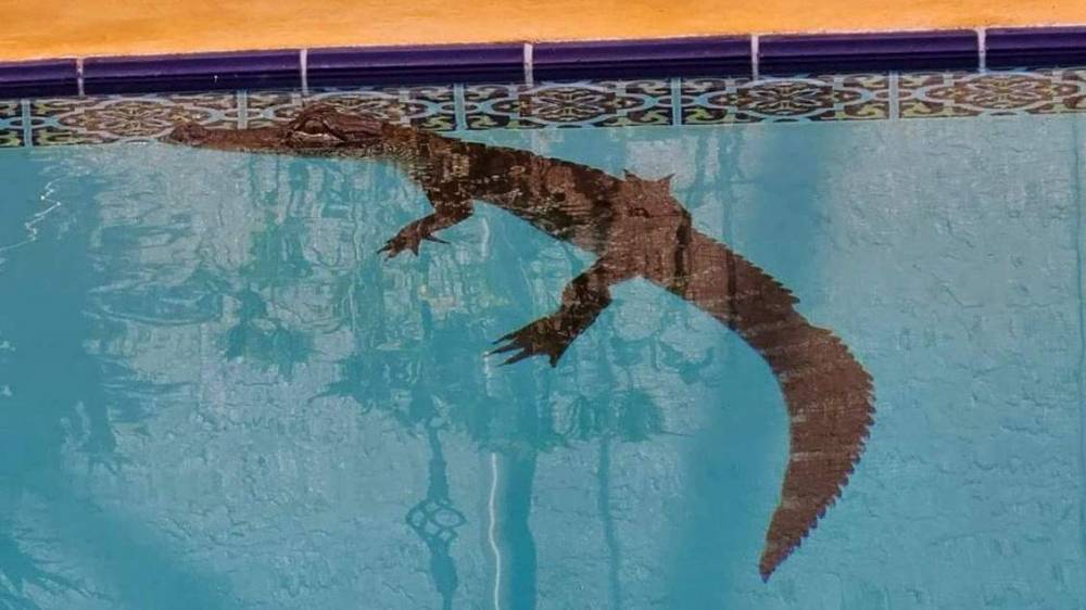 Florida family traps baby gator found in swimming pool - clickorlando.com - state Florida - state Missouri