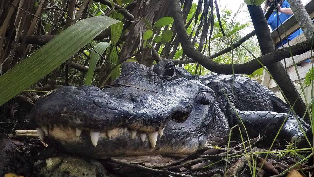 ‘Sweetie’ the huggable Florida alligator goes viral on TikTok - clickorlando.com - Usa - state Florida - county Brevard - city Cocoa Beach